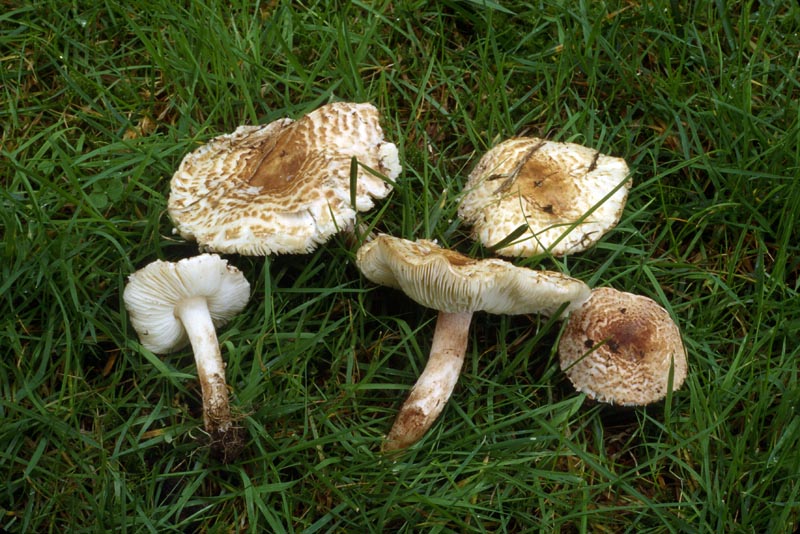 Lepiota subincarnata